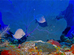 SD750 Canon Housing with Sealife flash. by Jarrett Regier 